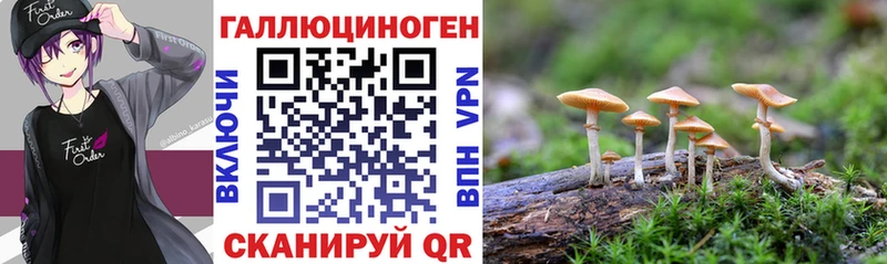 цены наркотик  нарко площадка официальный сайт  мега вход  Псилоцибиновые грибы Psilocybe  Каменногорск 